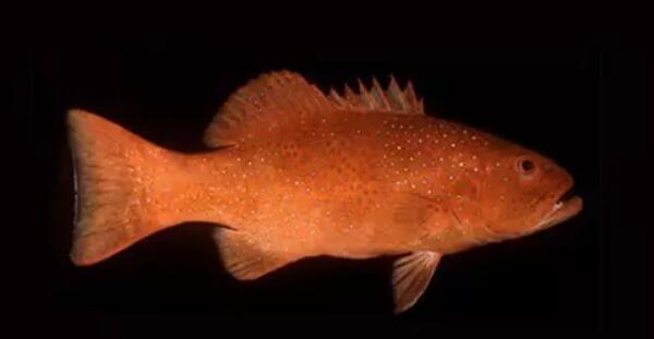 冷凍石斑魚還能清蒸嗎
