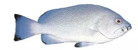 冷凍石斑魚還能清蒸嗎