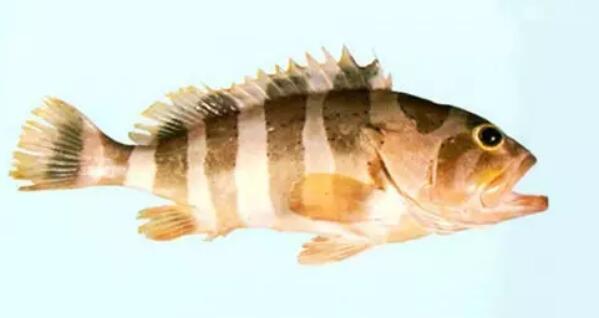 冷凍石斑魚還能清蒸嗎