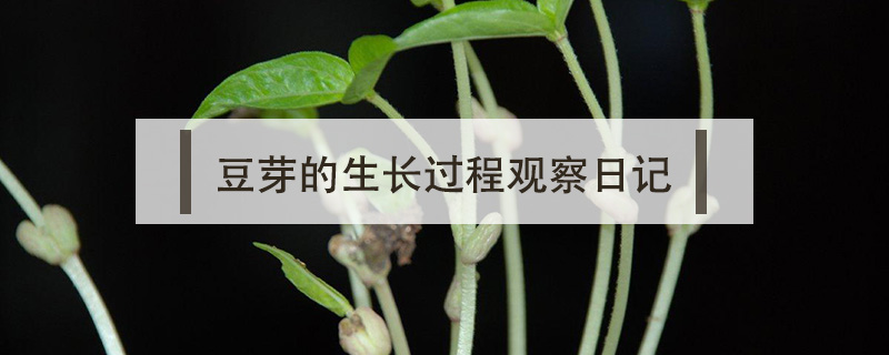 豆芽的生長(zhǎng)過(guò)程觀察日記