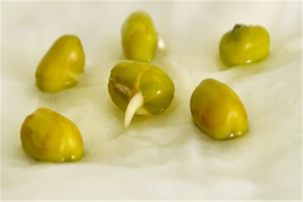 豆芽的生長(zhǎng)過(guò)程觀察日記