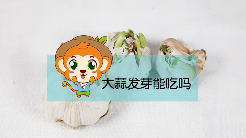 大蒜發芽能吃嗎