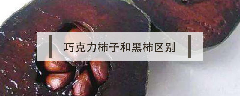巧克力柿子和黑柿區(qū)別