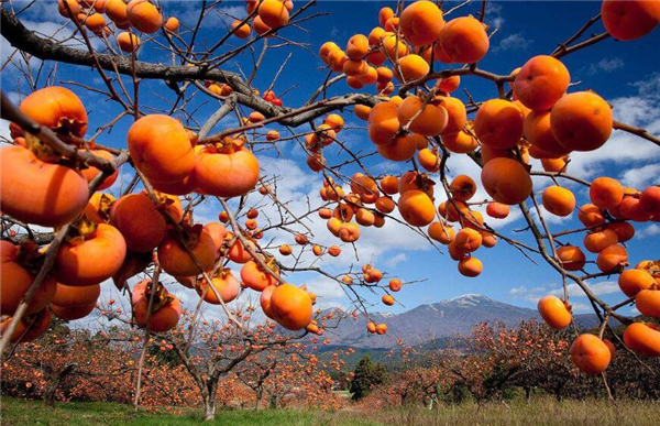 大閘蟹可以和西紅柿一起吃嗎