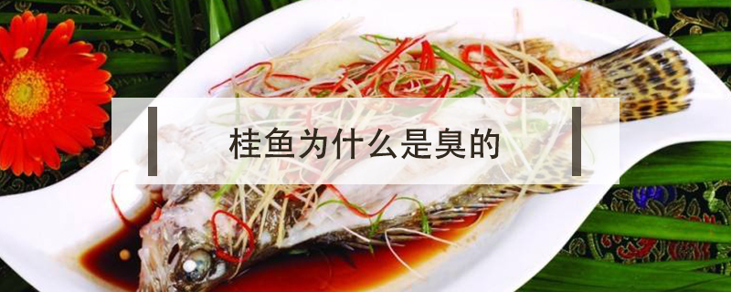 桂魚(yú)為什么是臭的
