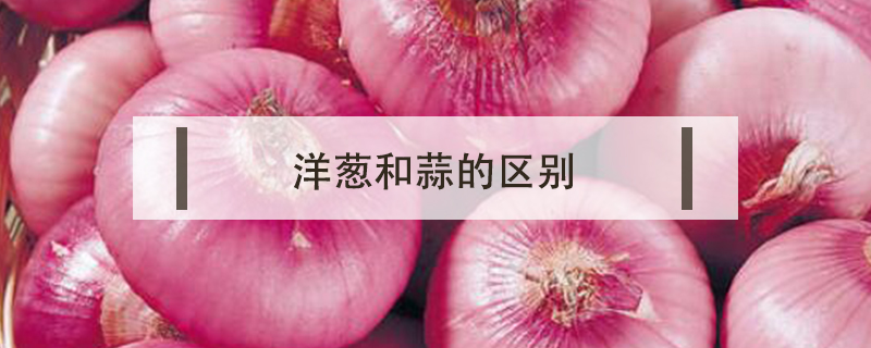 洋蔥和蒜的區(qū)別
