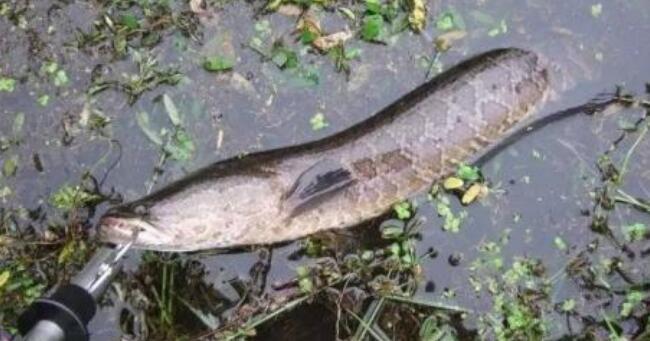 黑魚苗離開大黑魚就會死嗎