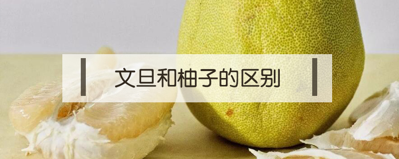 文旦和柚子的區(qū)別