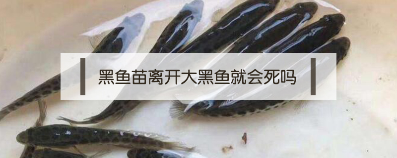 黑魚苗離開大黑魚就會死嗎