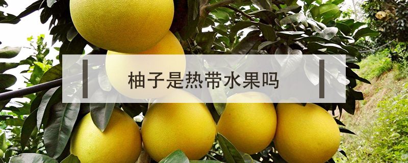 柚子是熱帶水果嗎
