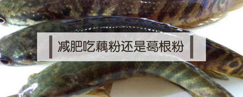 跟黑魚長得差不多的魚