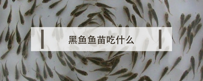 黑魚(yú)魚(yú)苗吃什么