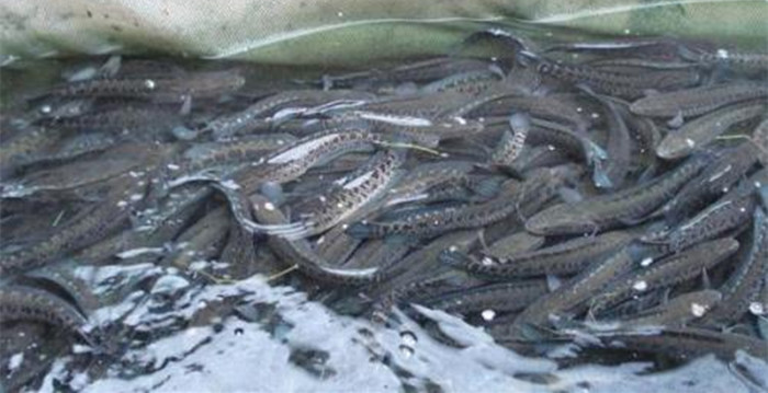 黑魚(yú)魚(yú)苗吃什么
