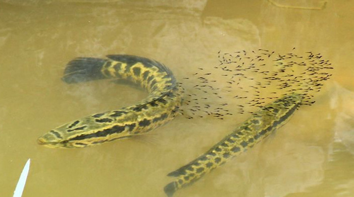 怎么才能不讓黑魚吃其它魚苗