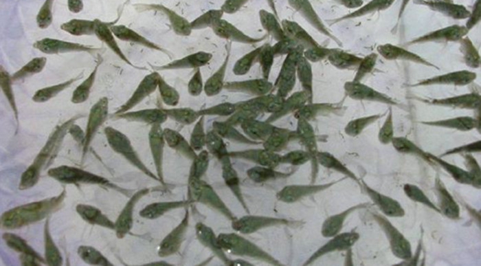 黑魚有魚苗到大魚大概要多久時間