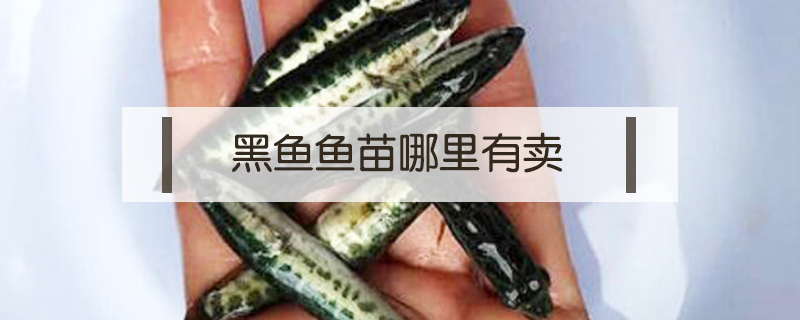 黑魚(yú)魚(yú)苗哪里有賣