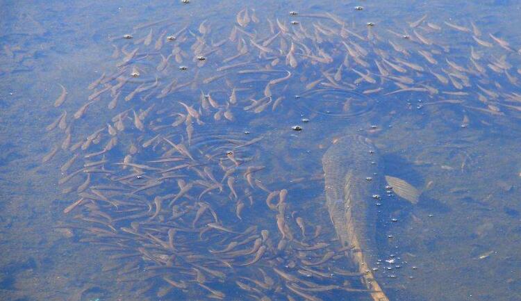 黑魚(yú)魚(yú)苗哪里有賣