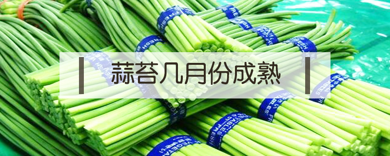 蒜苔幾月份成熟