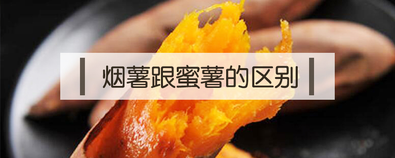 煙薯跟蜜薯的區(qū)別