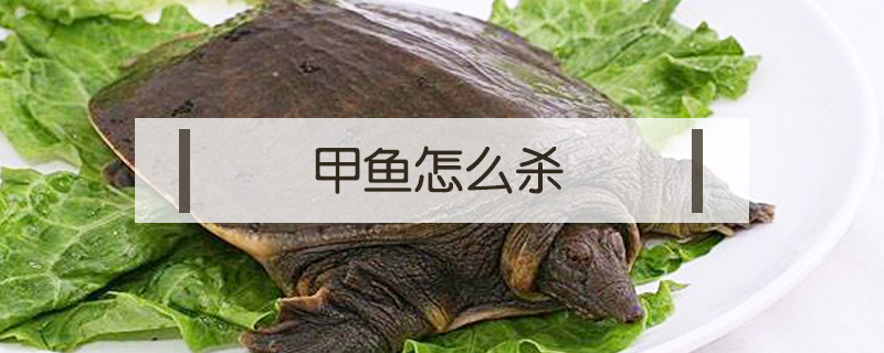 甲魚(yú)怎么殺