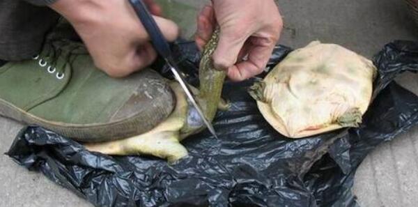 甲魚(yú)怎么殺