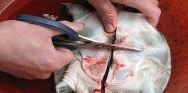 甲魚(yú)怎么殺