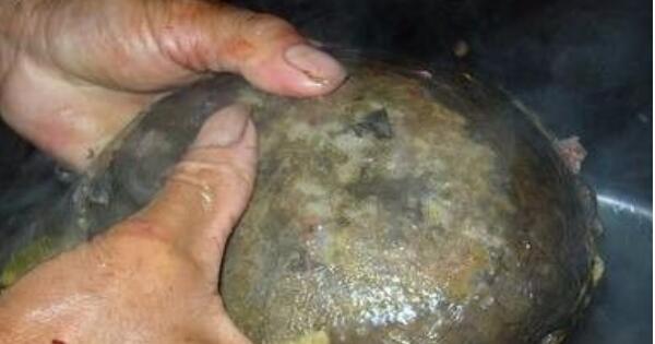 甲魚(yú)怎么殺