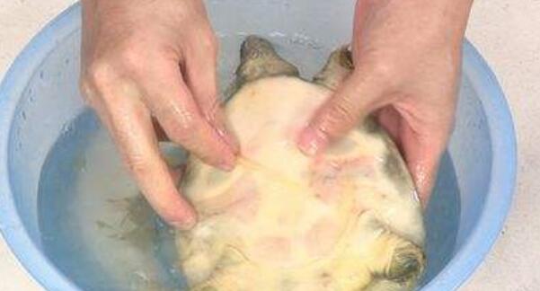 甲魚(yú)怎么殺