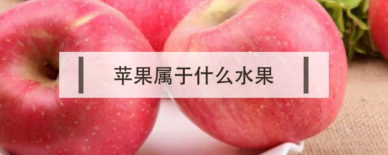 蘋果屬于什么水果