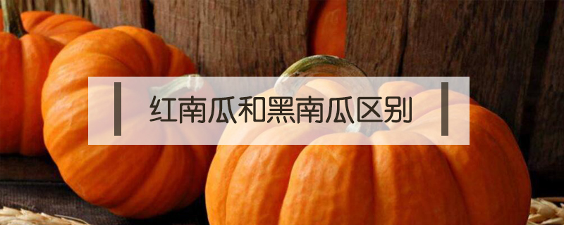 紅南瓜和黑南瓜區別