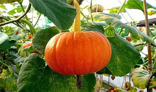 紅南瓜和黑南瓜區別