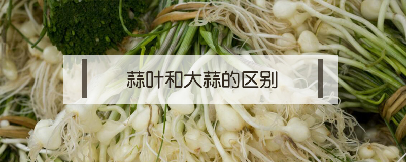 蒜葉和大蒜的區(qū)別