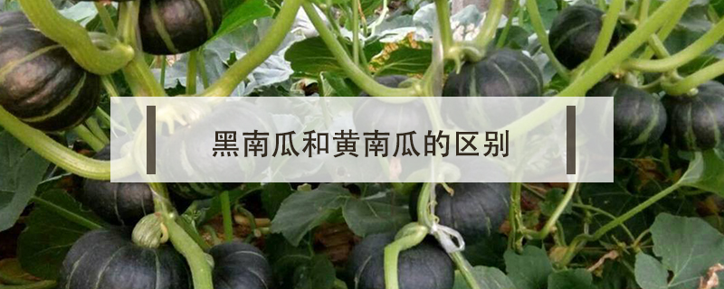 黑南瓜和黃南瓜的區別