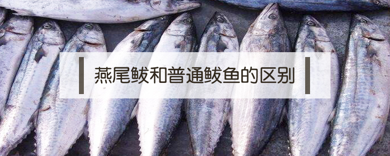 燕尾鲅和普通鲅魚的區別