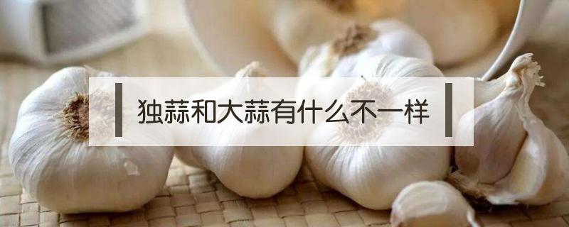 獨蒜和大蒜有什么不一樣
