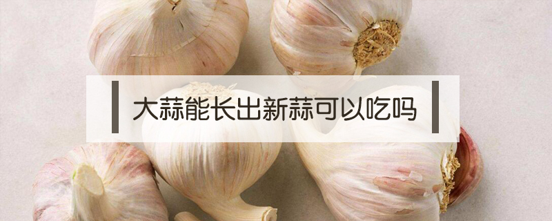 大蒜能長出新蒜可以吃嗎