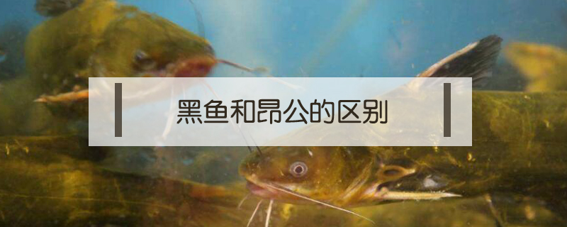 黑魚和昂公的區(qū)別