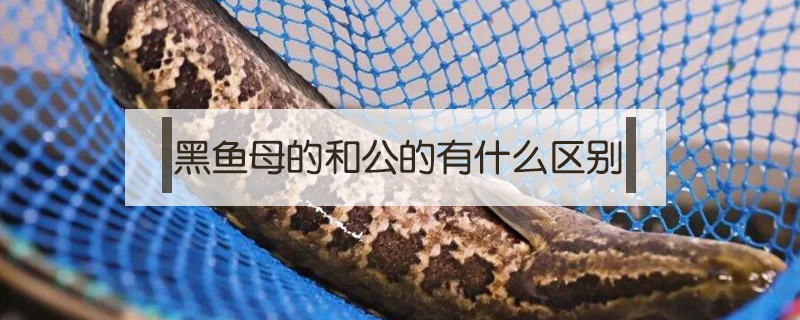 黑魚母的和公的有什么區(qū)別
