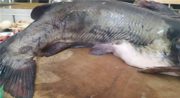 梭邊魚和黑魚的區別在哪里