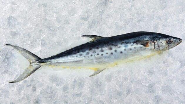 秋刀魚和鲅魚的區別是什么