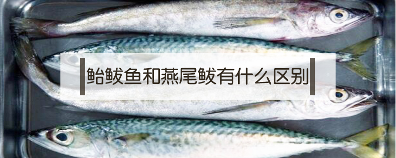 鮐鲅魚和燕尾鲅有什么區別