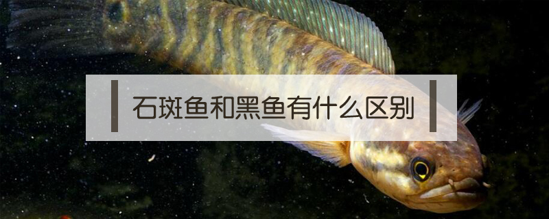 石斑魚和黑魚有什么區(qū)別