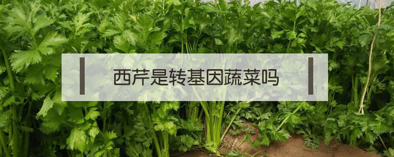 西芹是轉基因蔬菜嗎
