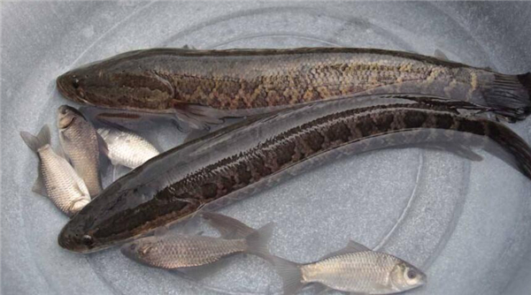 野生黑魚和人工養(yǎng)的區(qū)別