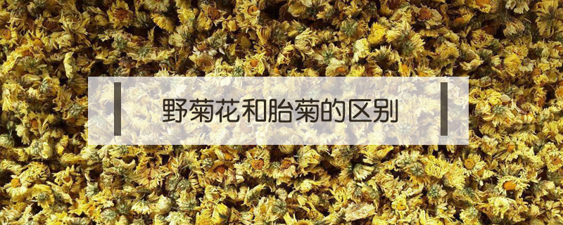 野菊花和胎菊的區別