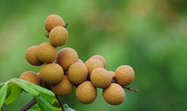 龍眼上火嗎，龍眼和桂圓的區(qū)別