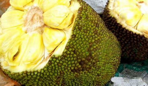 菠蘿蜜如何防凍過(guò)冬