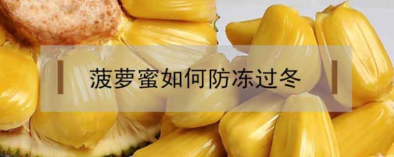 菠蘿蜜如何防凍過(guò)冬