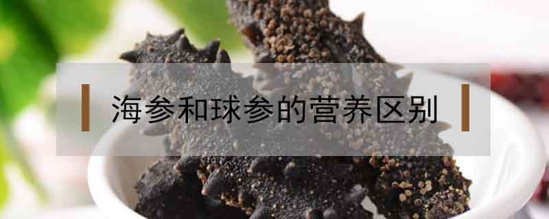 海參和球參的營(yíng)養(yǎng)區(qū)別