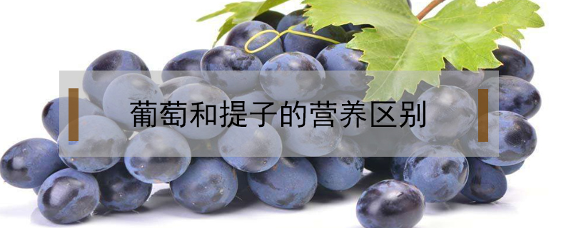 葡萄和提子的營養區別